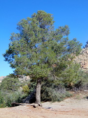 Pinus quadrifolia