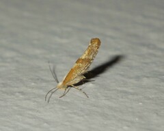Argyresthia