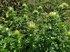 Cirsium obvallatum