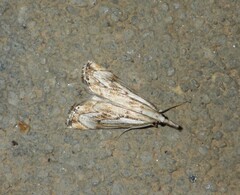 Catoptria falsella