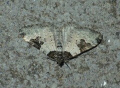 Xanthorhoe fluctuata