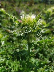 Cirsium obvallatum