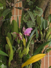 Cattleya