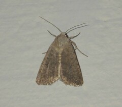 Caradrina clavipalpis