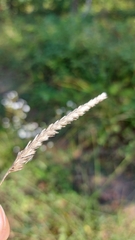 Cynosurus cristatus