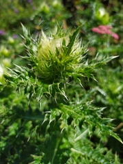 Cirsium obvallatum