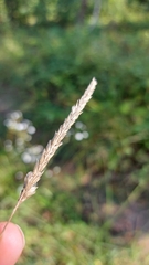 Cynosurus cristatus