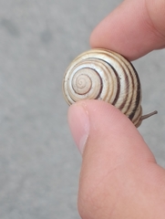 Caucasotachea vindobonensis