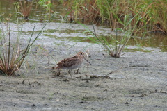 Gallinago