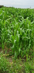 Sorghum bicolor