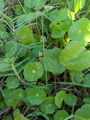 Hydrocotyle