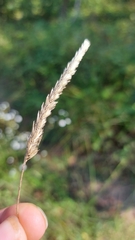 Cynosurus cristatus