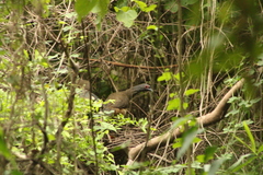 Ortalis poliocephala