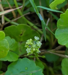 Hydrocotyle