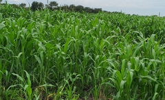 Sorghum bicolor