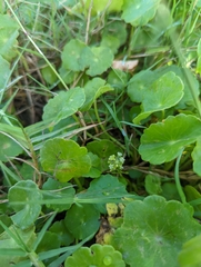 Hydrocotyle