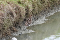 Gallinago