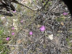 Drosanthemum intermedium