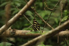 Heliconius charithonia