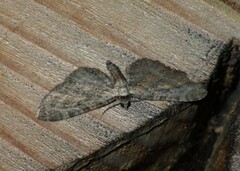 Eupithecia icterata