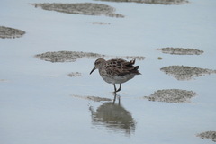 Calidris acuminata