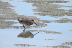 Gallinago