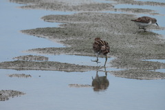 Gallinago