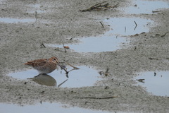 Gallinago