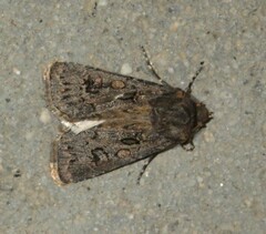 Agrotis bigramma