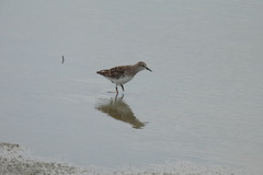 Calidris subminuta