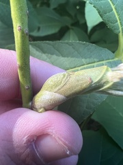 Aesculus parviflora