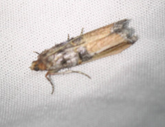 Dasypyga alternosquamella