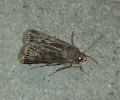 Agrotis bigramma