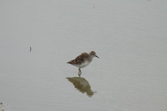 Calidris subminuta