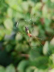 Leucauge decorata