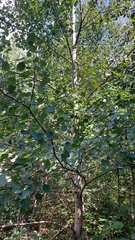 Populus tremula