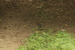 Turdus rufopalliatus