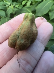 Aesculus parviflora