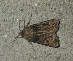 Agrotis bigramma