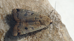 Noctua interposita