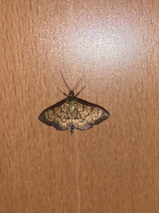 Ecpyrrhorrhoe rubiginalis