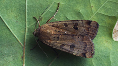 Noctua interposita