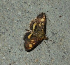 Pyrausta aurata