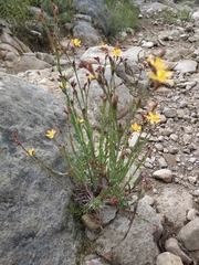 Hypericum silenoides