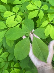 Aesculus parviflora