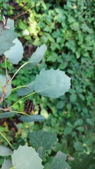 Populus tremula