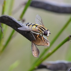 Helophilus trivittatus