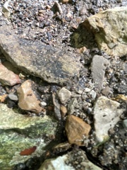 Prenolepis imparis