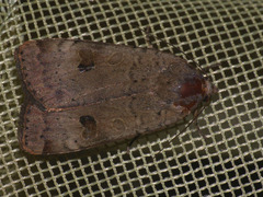 Noctua interposita