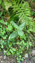 Veratrum lobelianum